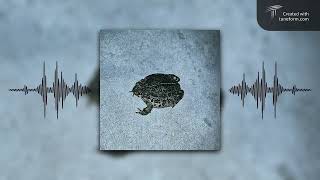 Cover art for hey look a toad