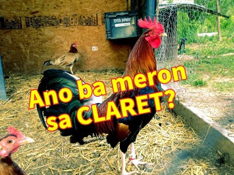 CLARET HISTORY AND CHARACTERISTICS