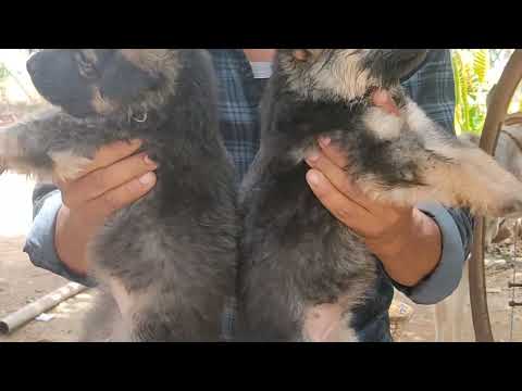 quality gsd male female puppy avabile location ganj basoda dist Vidisha m p co 9098740288