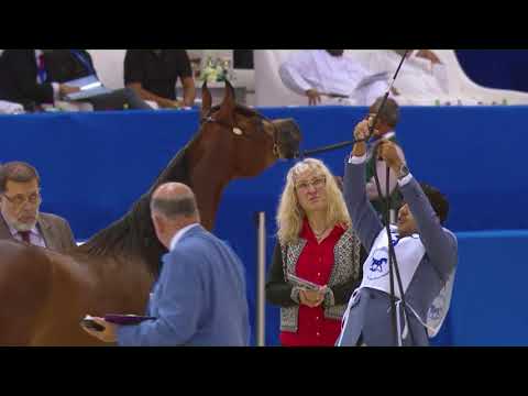 70 SG MUWADAH Dubai 2018