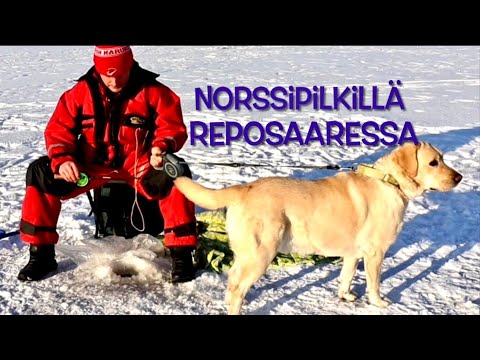 Norssipilkillä Reposaaressa..