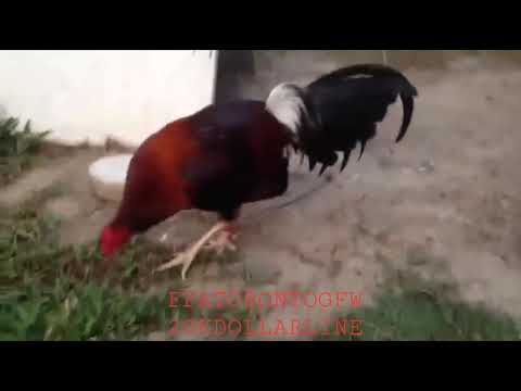 #CHICKENTALK My 20K DOLLAR Bloodline