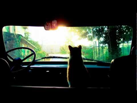 Morphonix / Island Sanctuary