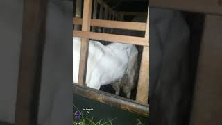 Download lagu Adol Wedus Maseeh Info' dana kenakalan sudah cair... mp3