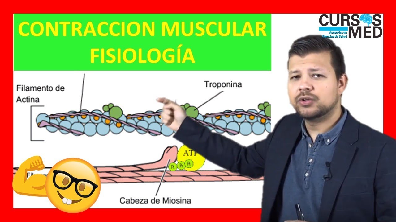 CONTRACCIÓN MUSCULAR FISIOLOGÍA GUYTON explicada FACIL ✅.