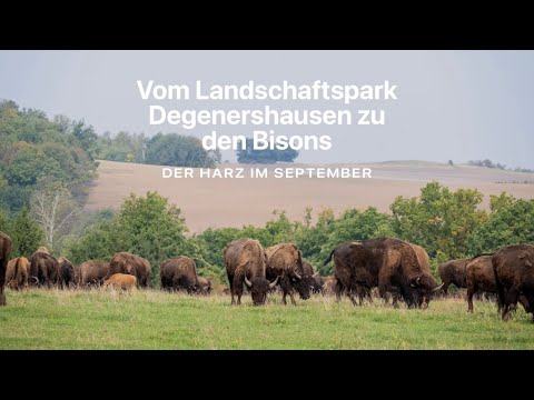 Vom Landschaftspark Degenershausen zu den Bisons