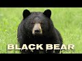 American Black Bear Sounds
