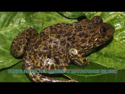 pampalapit sa palakang bukid