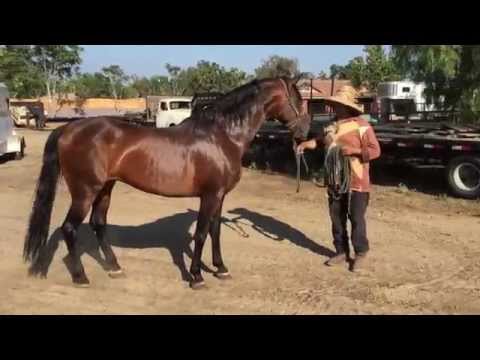 Andalusian horse sale, June 20th 2015.
