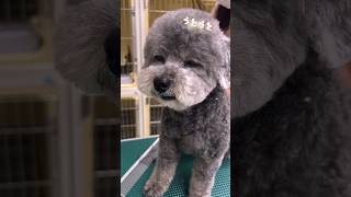【ゆっくり、ゆっくり。】シニア犬のトリミング・後編 #トリミング #犬のいる生活 #シニア犬との暮らし