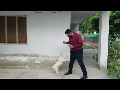 Shahabuddin Siddiqui