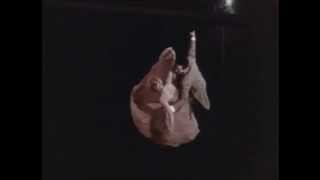 Bap Kennedy - Baby It's Alright