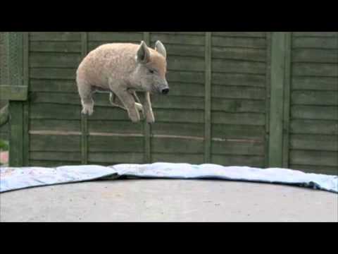 Duboka Ilegala - Le Shina