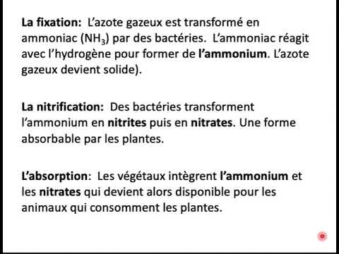 Le cycle de l'azote
