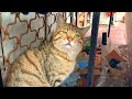 Tabby Cat On The Snow Is Very Hungry