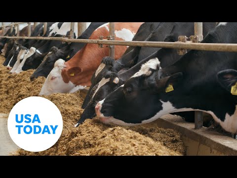 How could Trump's administration harm animal welfare?