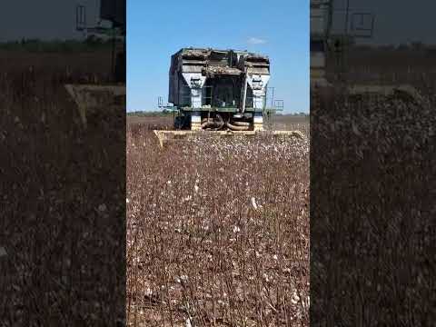 CHACO: ¡Cosecha de ALGODÓN con tratamiento biológico en Las Breñas! 💚