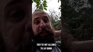 THE DARK SIDE OF VIETNAM sad to see this inside Cat Cat Village, Sapa #shorts #vietnam #sapa #travel