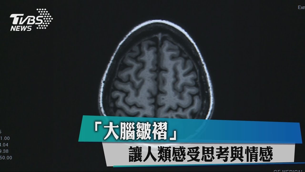 「大腦皺褶」　讓人類感受思考與情感