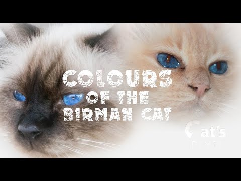 Colors of birman cats