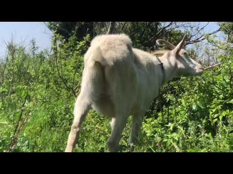 草原ヤギのひげ 植物