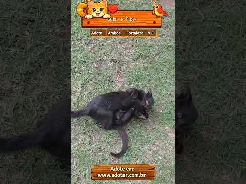 Vídeo de Luiz e Flow