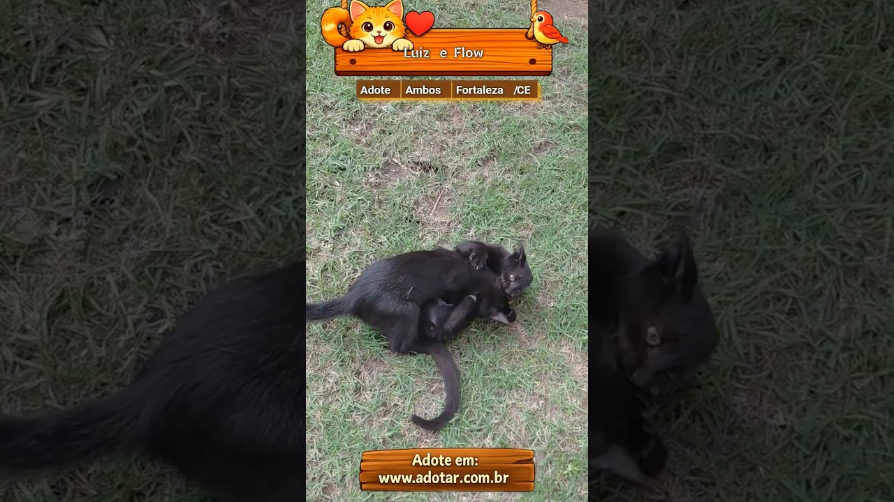 Gato raça SRD-ViraLata idade 2 a 6 meses nome Luiz e Flow