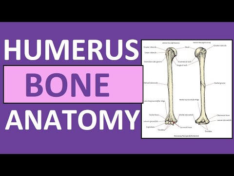 Humerus Bone Anatomy and Physiology Lecture
