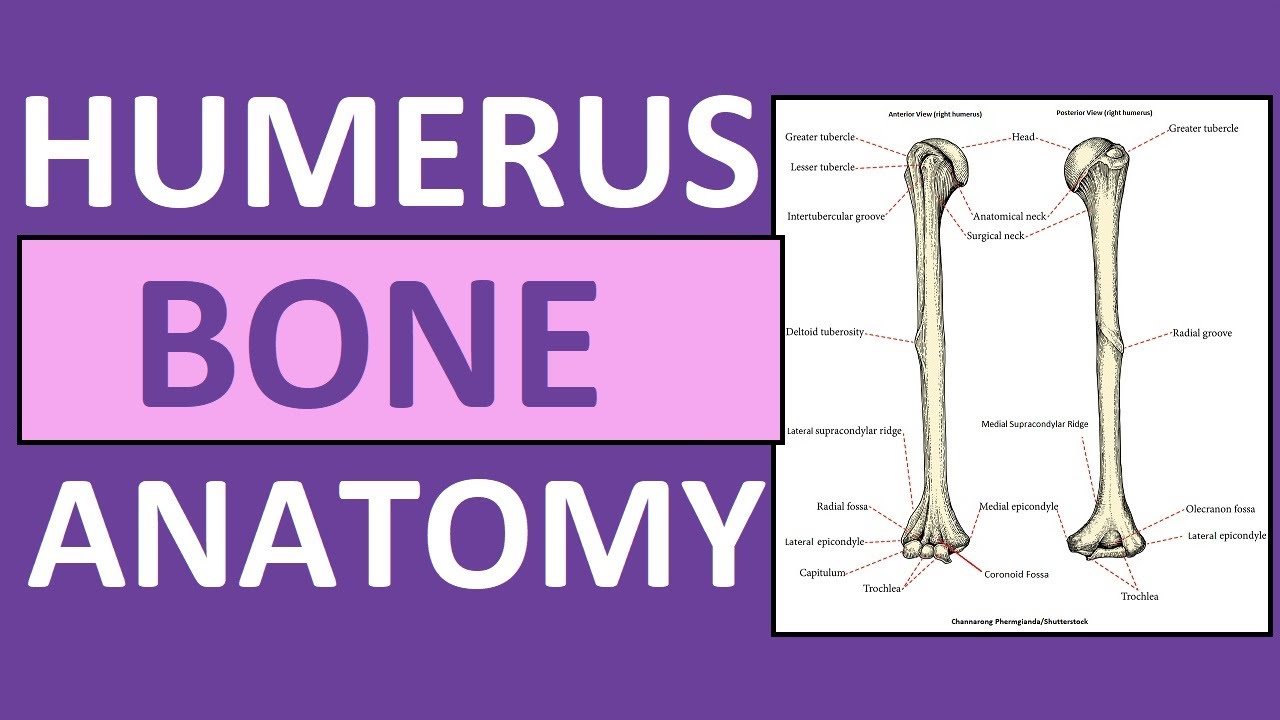 Humerus Bone Anatomy and Physiology Lecture