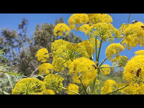 Çakşır (Ferula hermonis )