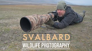 I am surrounded - Where to photograph? // BIRD PHOTOGRAPHY adventure in Svalbard