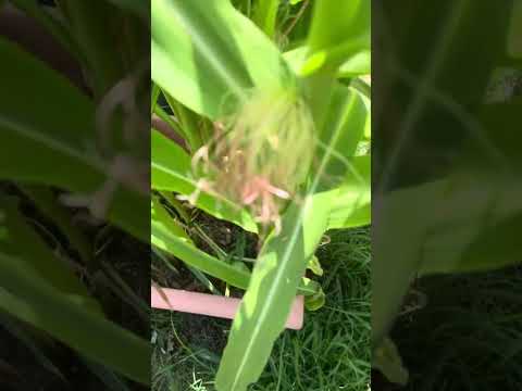 Am I hand pollinating my corn correctly 🤔…..Helpppp 😆