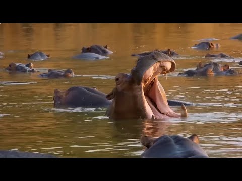 Why Hippos Are Africa’s Most Dangerous Animal