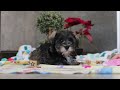 Miniature Schnauzer dogs for sale: Alice - Video 1