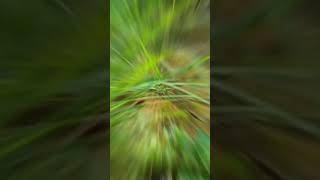 Download lagu Mitos menemukan bunga sereh #misteri #mitos #shorts mp3