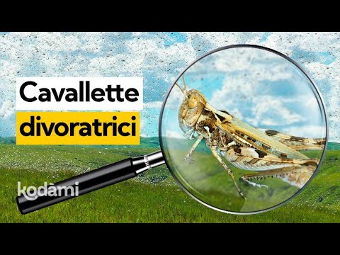 Locust invasion in Sardinia: where they come from and why they are everywhere