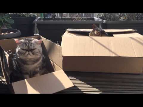 Cat Milu & Roco 2016 A