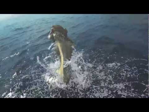 Monster Hunter 3 Ultimate - Trailer présentation (Wii U / 3DS)