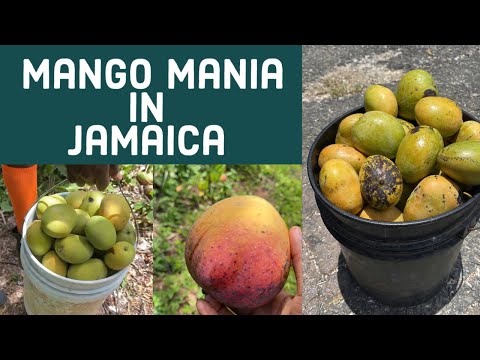 Witness the MOST Epic Mango Season ever in Jamaica