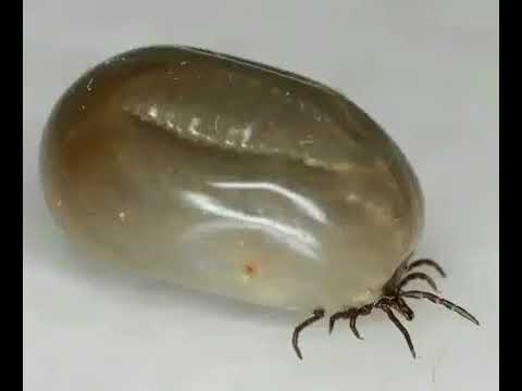 Kater Karma ft JB & Jahno - koeparie  (SUBSCRIBE 4 MORE..)