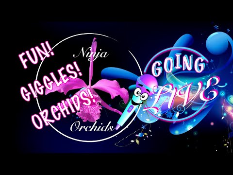 🎤Hunting New Orchid Species | Wild Orchids of S'ern Spain | Tour of Ronda #ninjaorchids