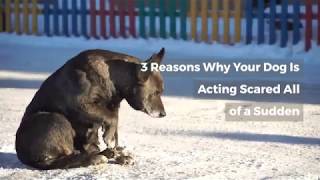 Why Your Dog Is Acting Scared