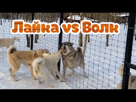 Хаски vs лайка. Лайка и хаски отличия. Лайка против. Хаски и овчарка. Питбуль и самоед.