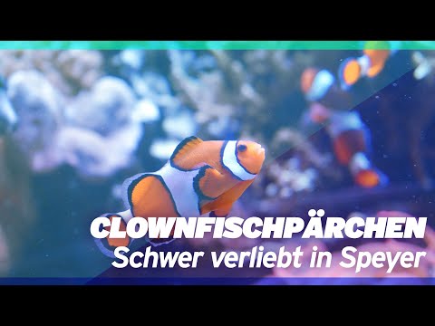 Clownfischpärchen - schwer verliebt in Speyer. Nicht nur am Valentinstag!
