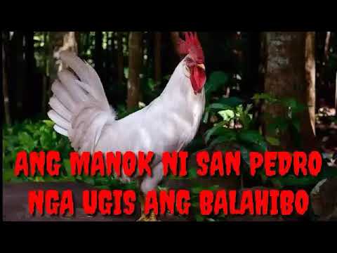 Manok Ni San Pedro video