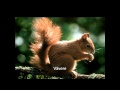 My Animal Movie HD