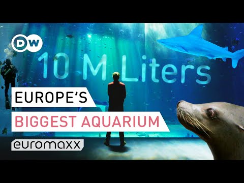 Europe's Biggest Aquarium - Nausicaá France | Europe To The Maxx