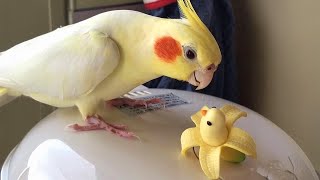 Miniature vidéo