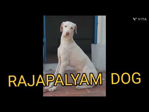 RAJPALYAM   DOG @ DRSKSINGH CHANNEL JAI SHREERAM