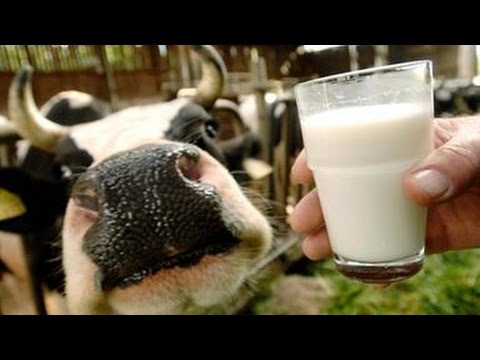 Der Irrsinn mit der Milch